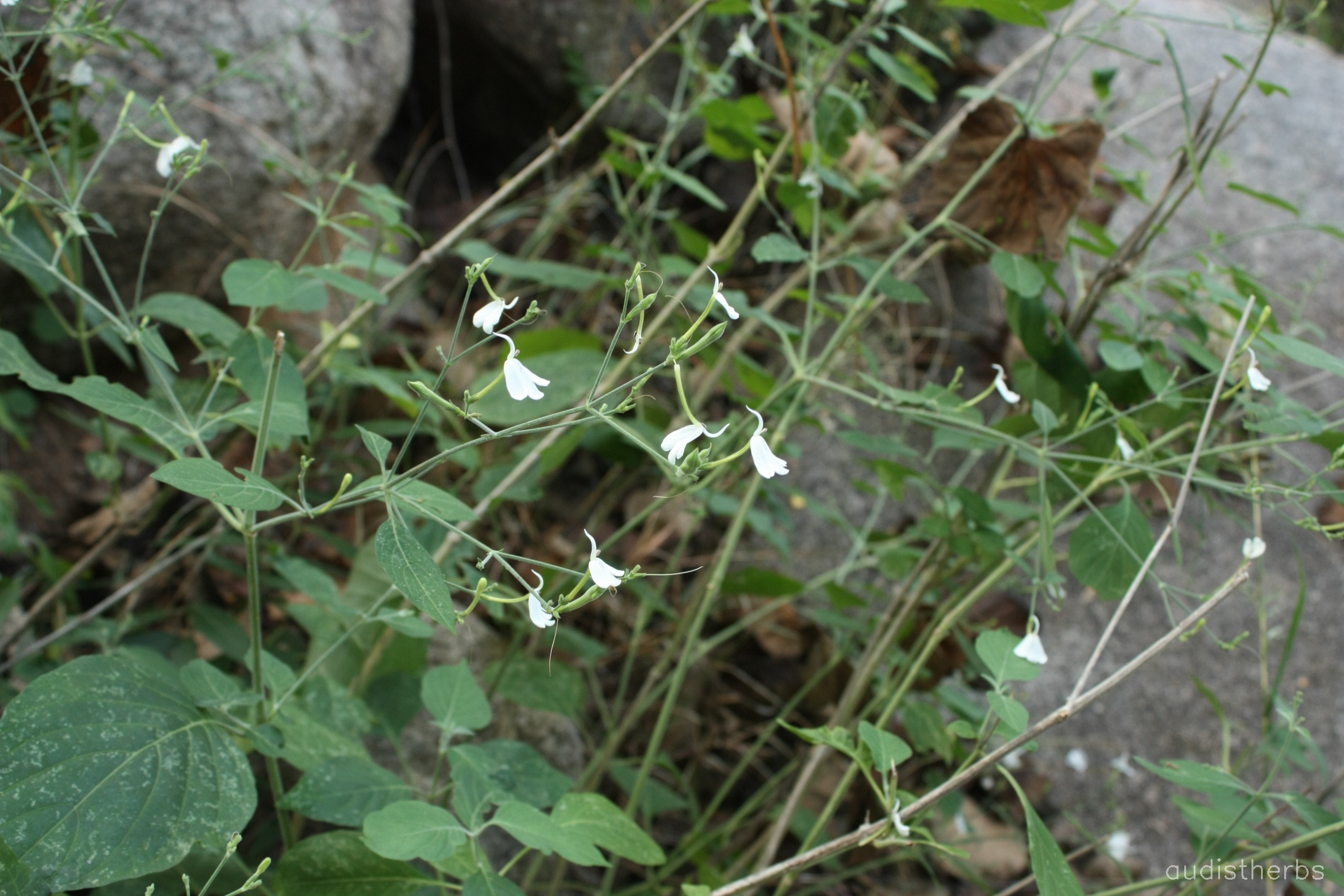 Rhinacanthus nasutus fullplant7.jpg